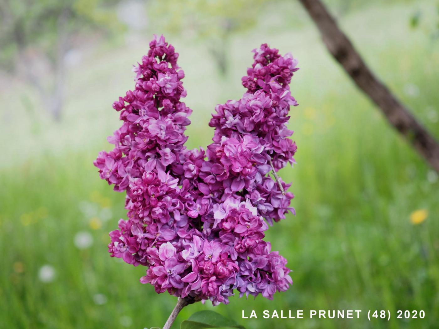 Lilac flower